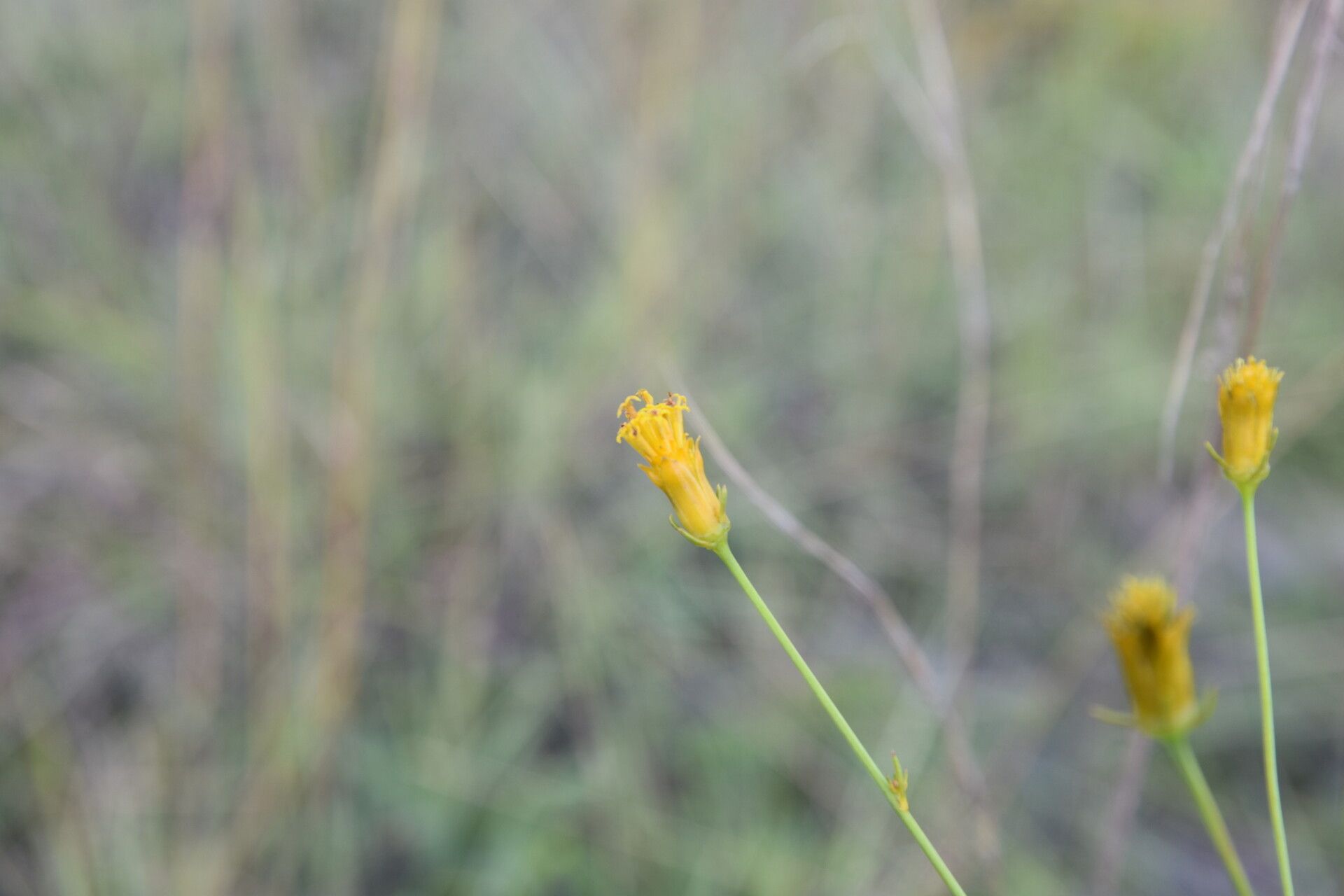 Bidens acuticaulis flower