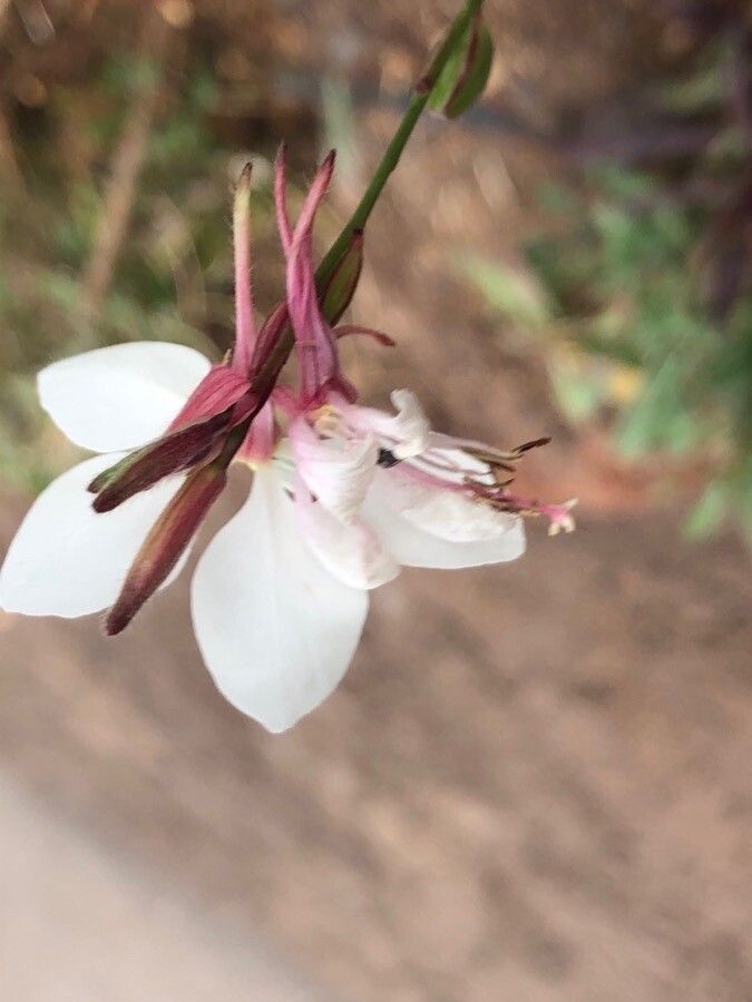 Oenothera gaura flower