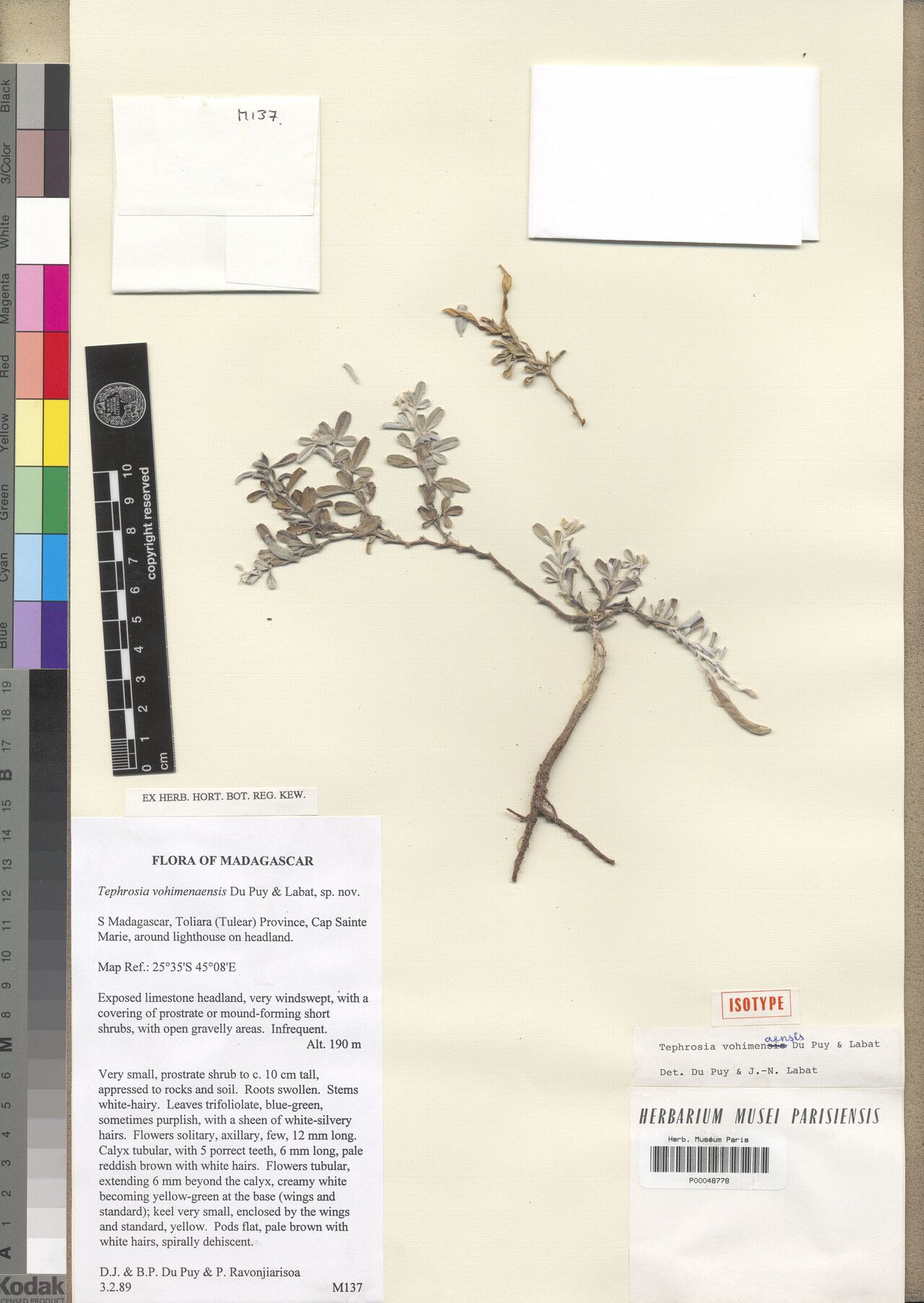 Tephrosia vohimenaensis — search result for 'Tephrosia'