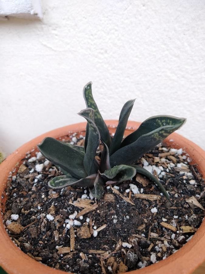 Gasteria excelsa bark