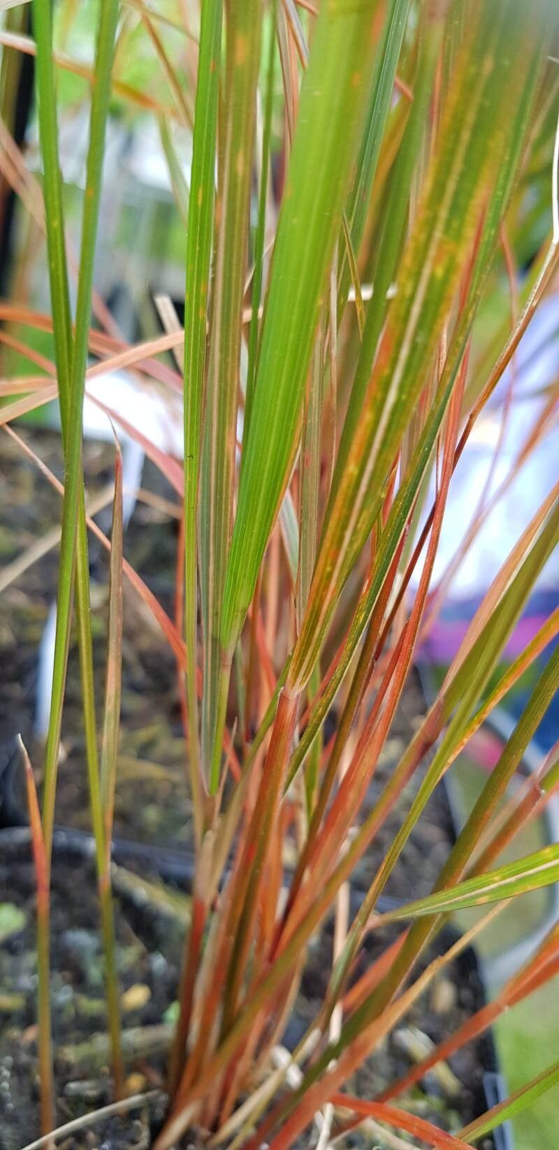 Anemanthele lessoniana — houseplant care guide