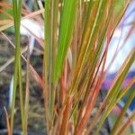 Anemanthele lessoniana