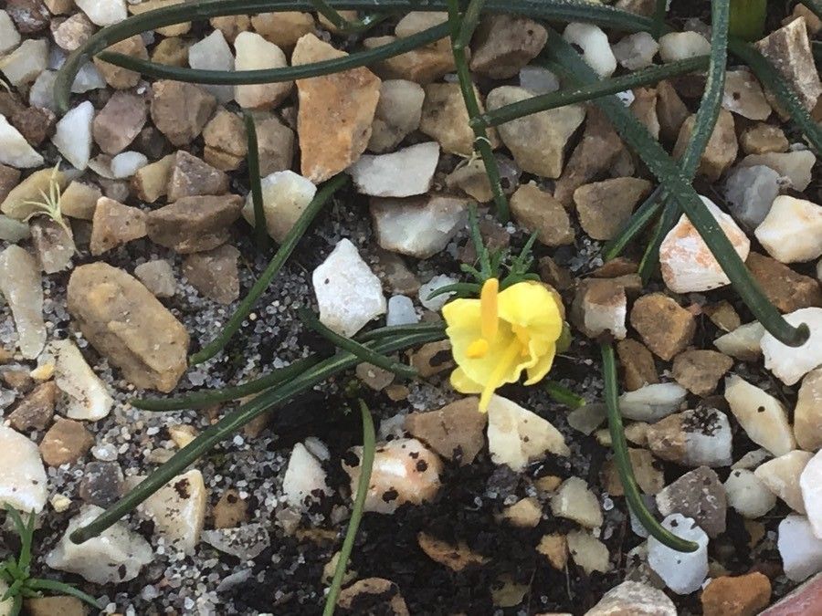 Narcissus hedraeanthus flower