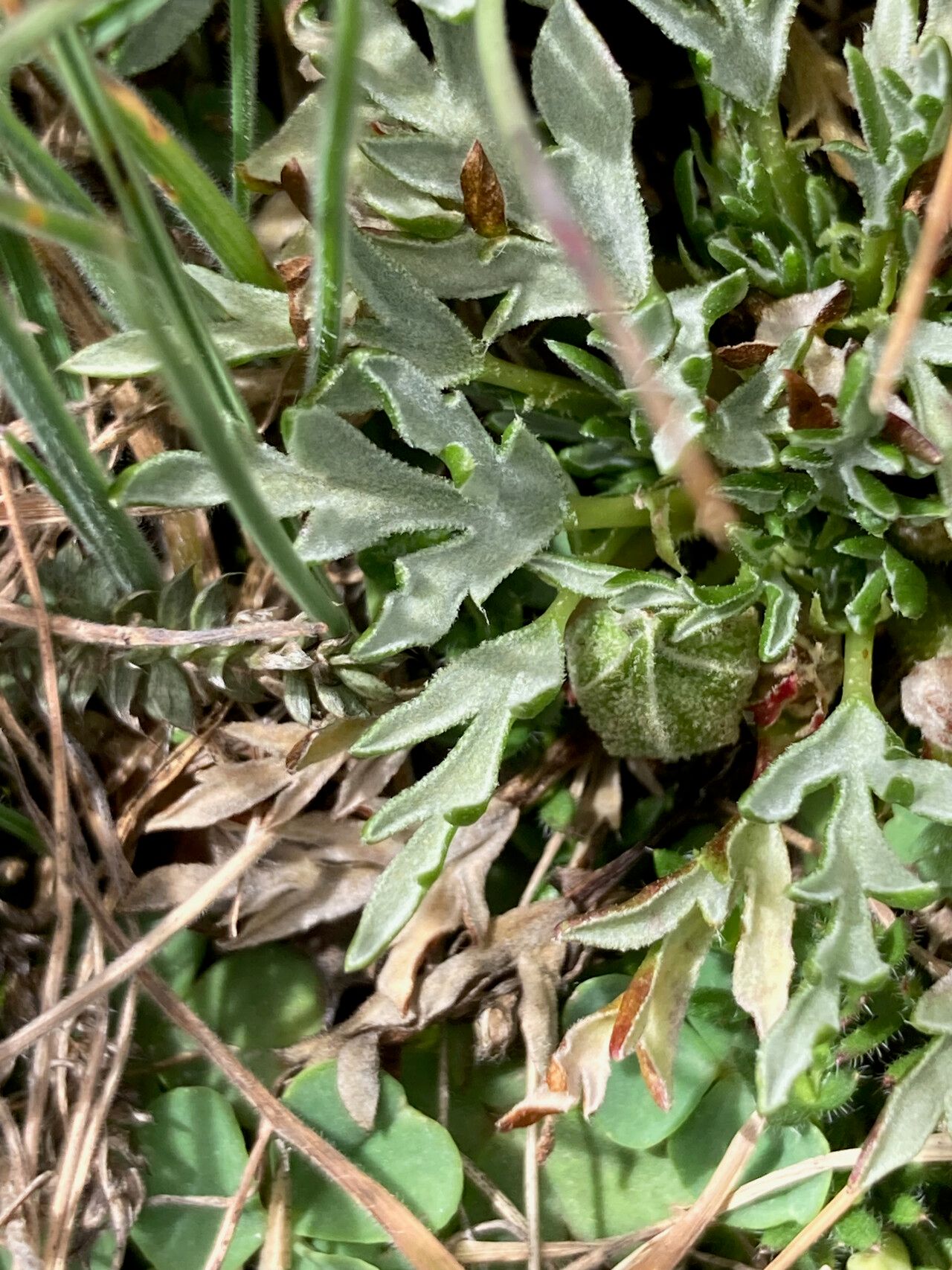 Nototriche pinnata leaf