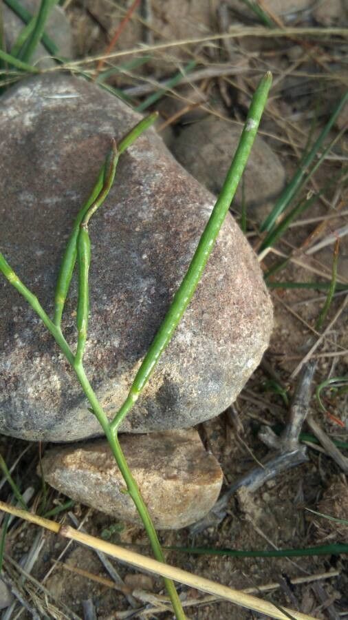 Moricandia arvensis fruit