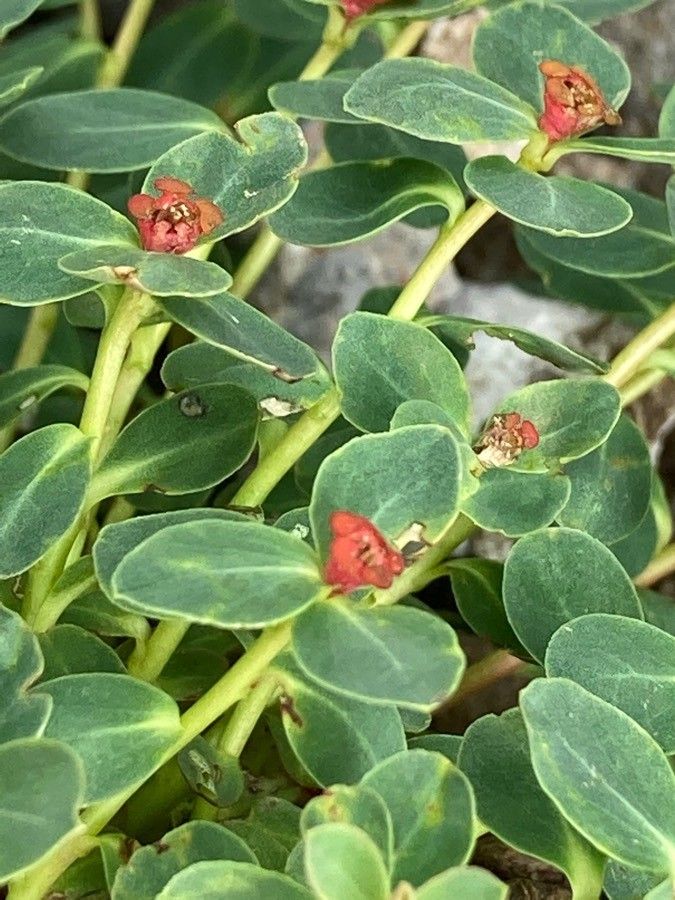 Euphorbia pyrenaica flower