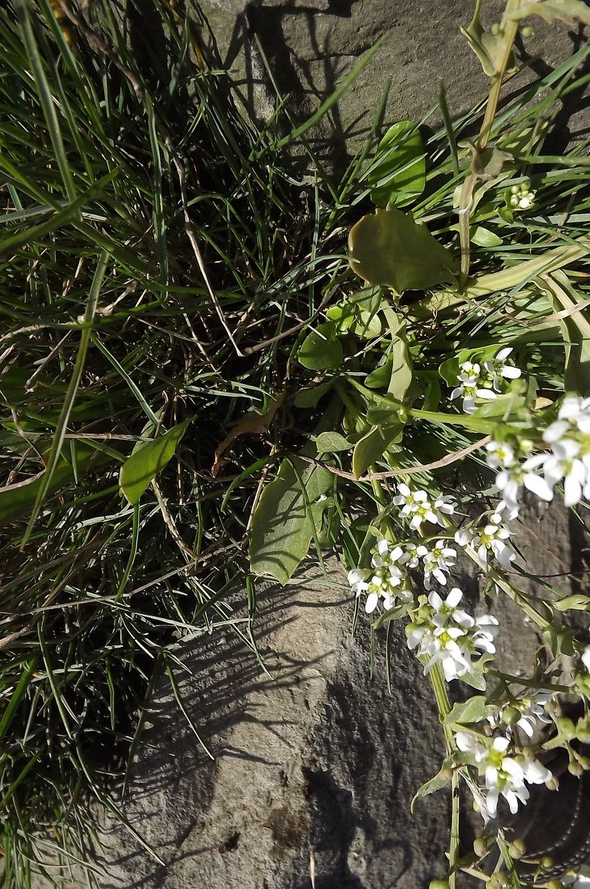 Cochlearia aestuaria habit