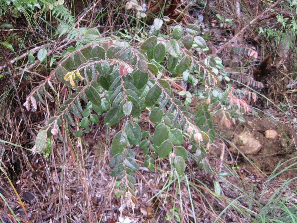 Phyllanthus avanguiensis habit