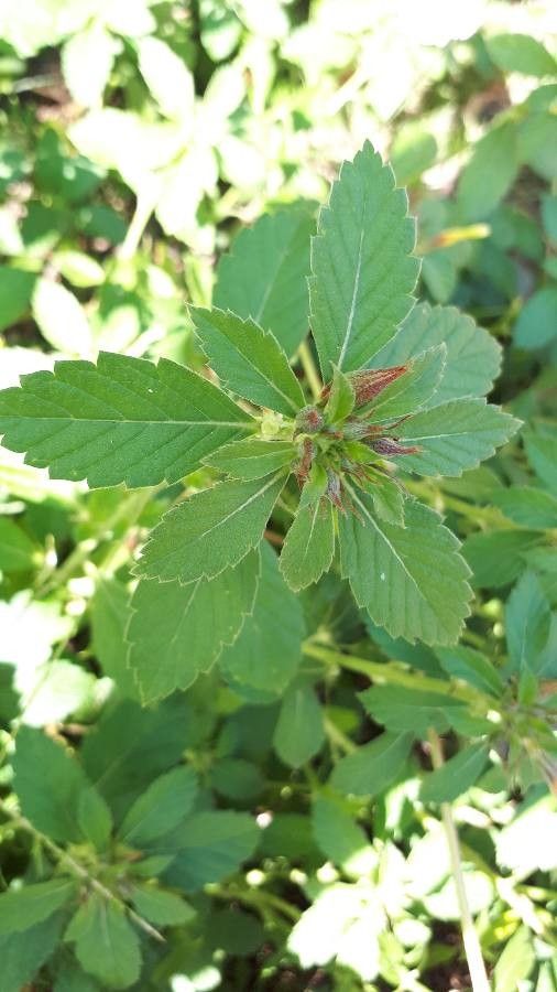 Turnera subulata — search result for 'Paraguay'