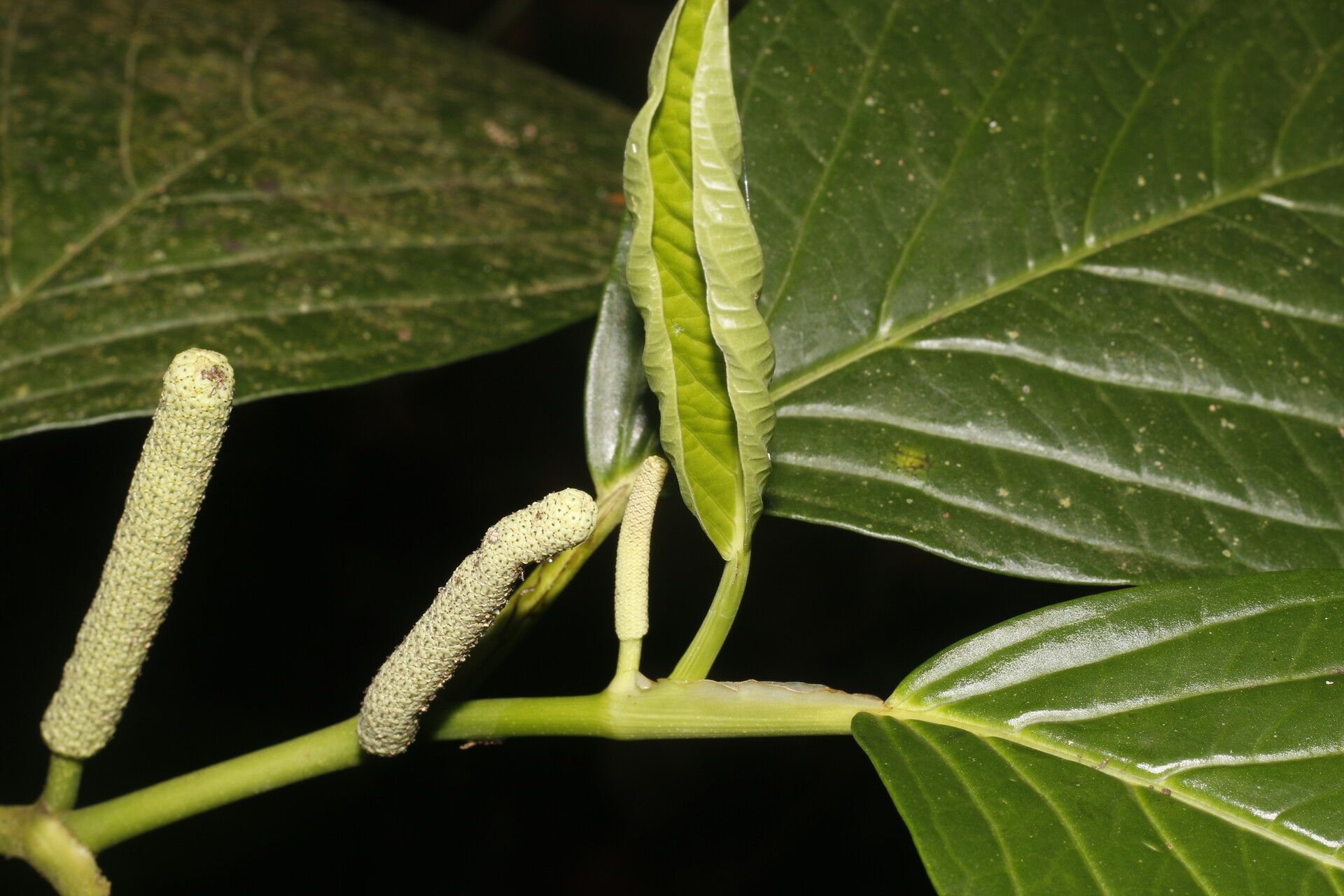 Piper sublineatum — houseplant care guide