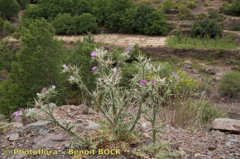 Carduus chevallieri habit