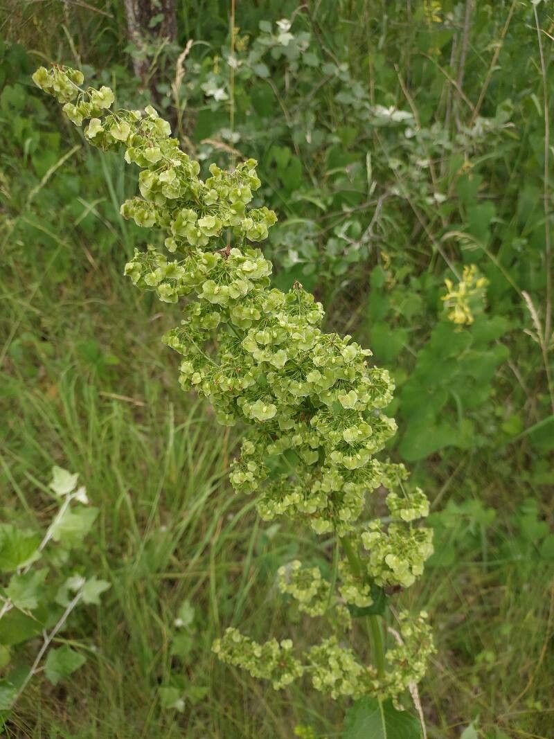 Rumex confertus fruit
