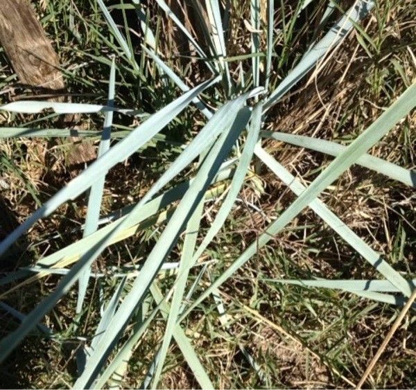 Arundo mediterranea leaf