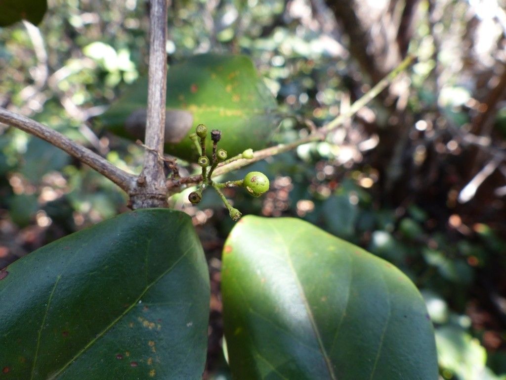 Psydrax paradoxus fruit