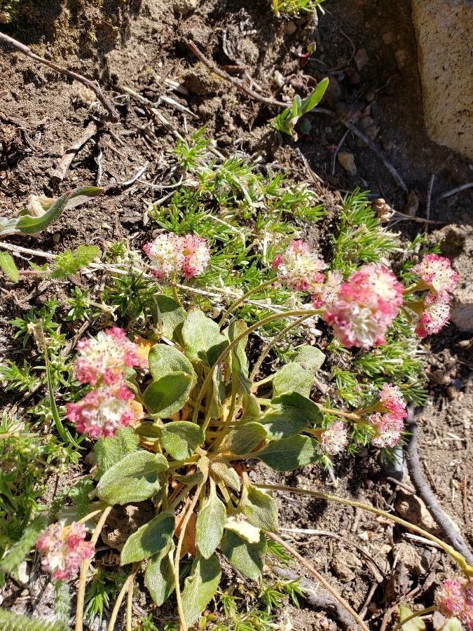 Eriogonum pyrolifolium flower