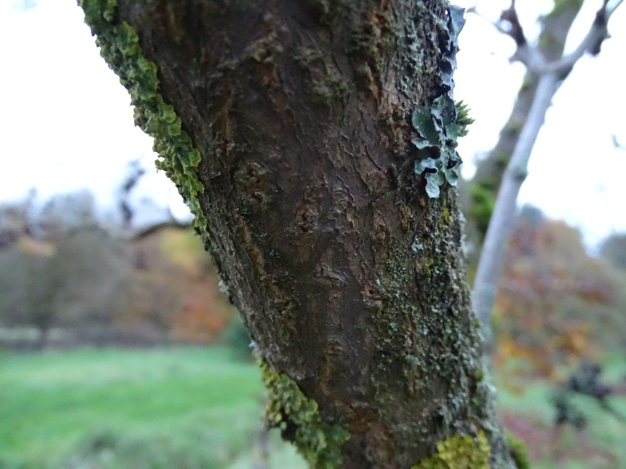 Phellodendron japonicum bark