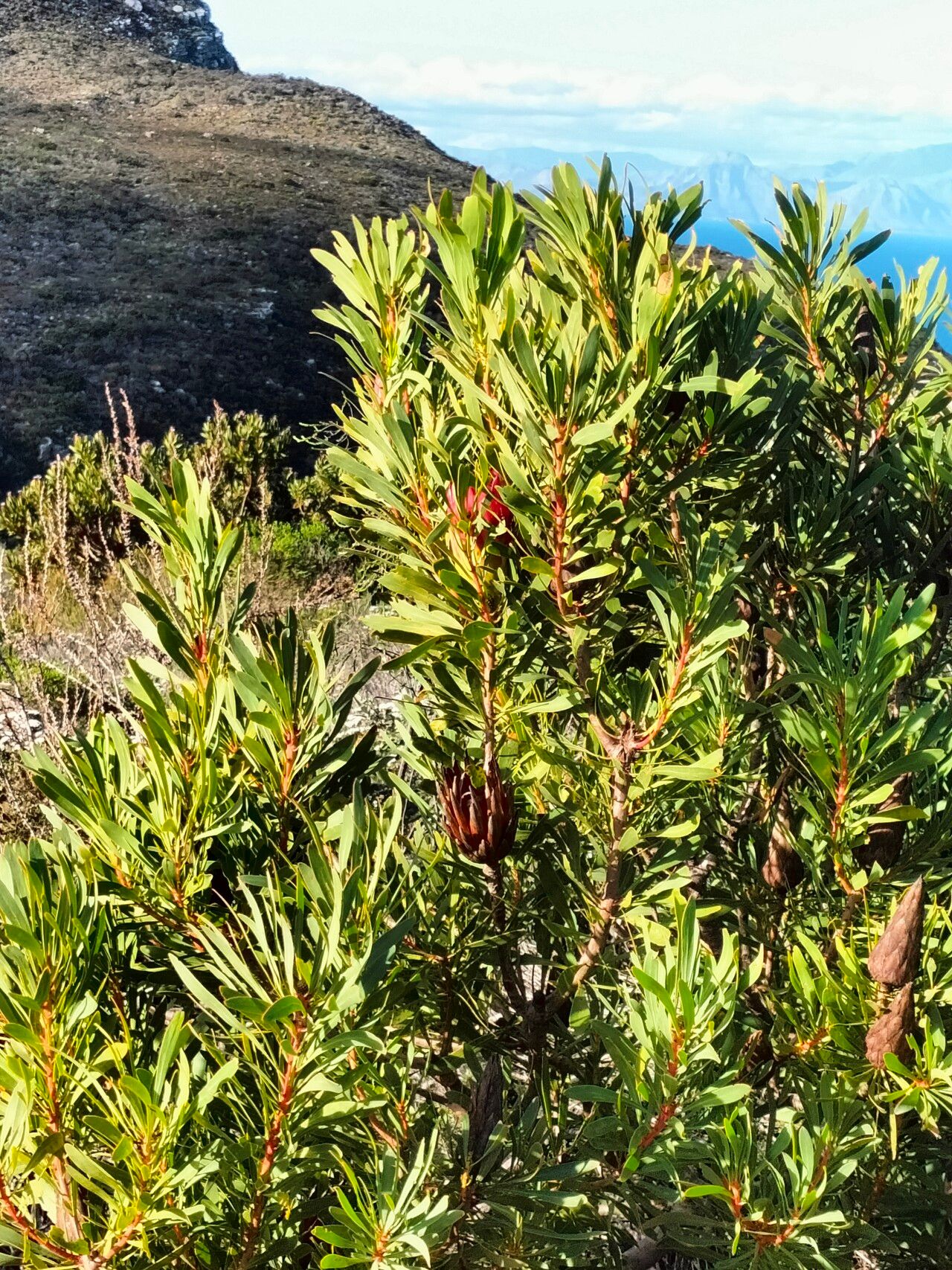 Protea repens habit