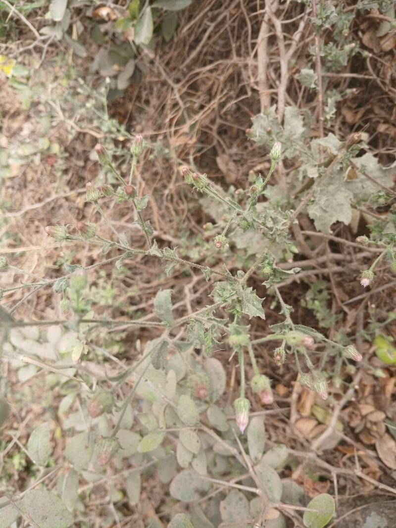 Pseudoconyza viscosa flower