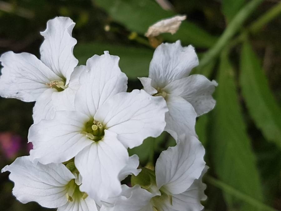 Cardamine heptaphylla fruit