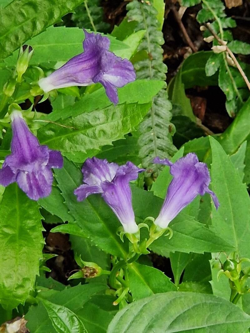 Artanema fimbriatum — related species from the same genus