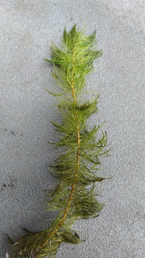 Myriophyllum heterophyllum leaf
