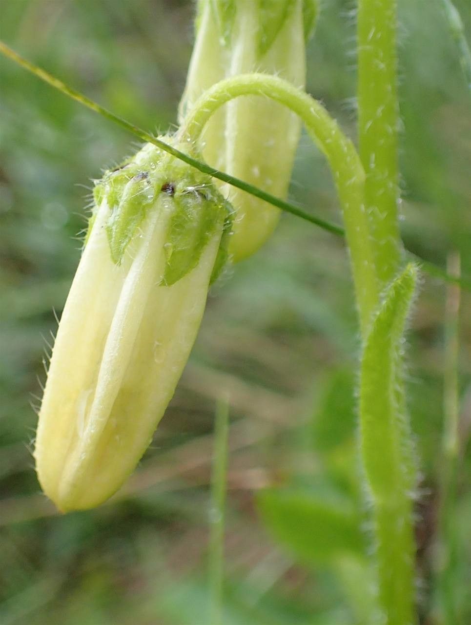 Campanula barbata fruit