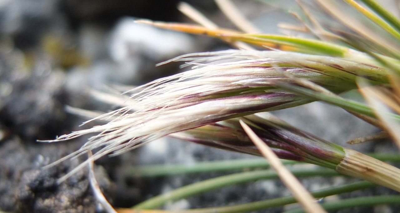 Festuca floribunda flower