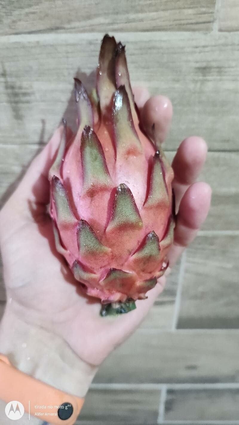 Hylocereus ocamponis fruit