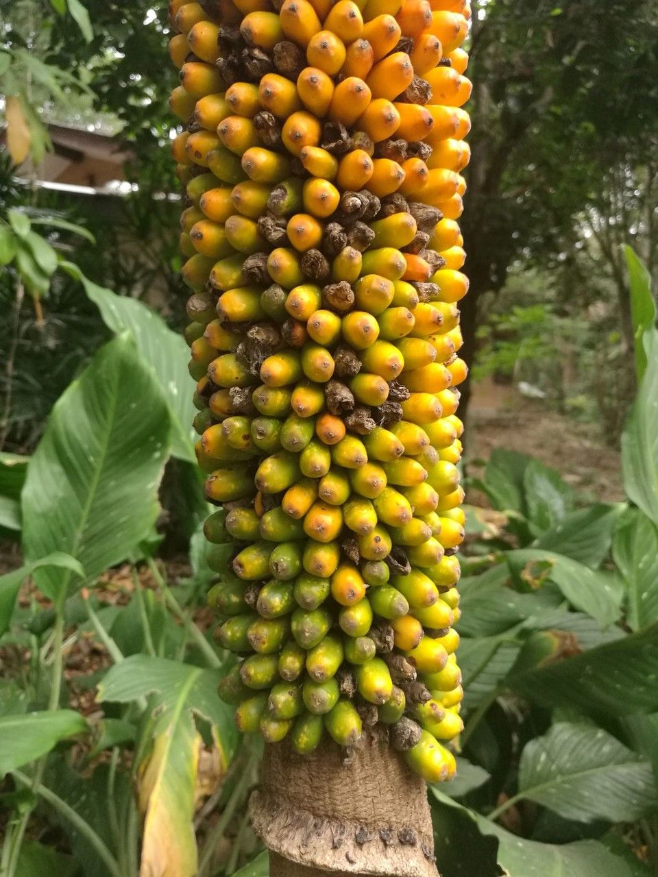 Amorphophallus paeoniifolius fruit