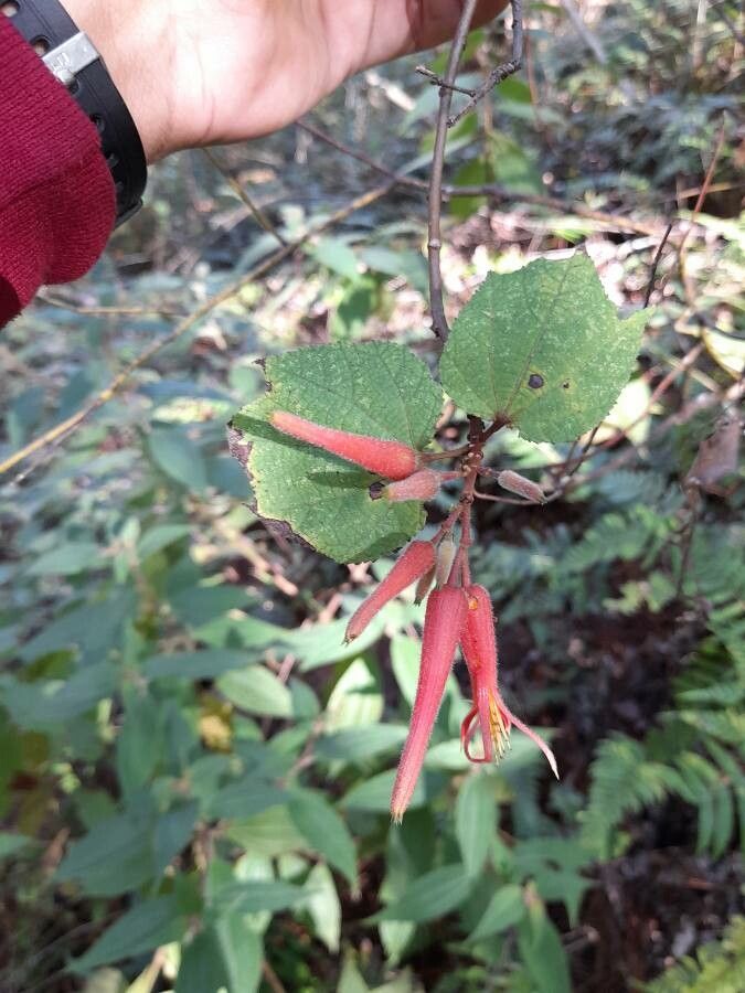 Triumfetta speciosa — houseplant care guide