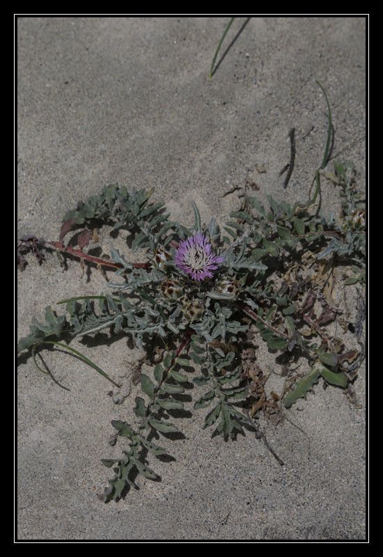 Centaurea pumilio flower