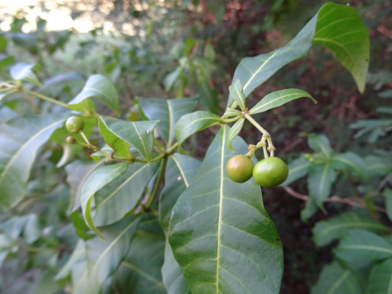 Rauvolfia viridis fruit