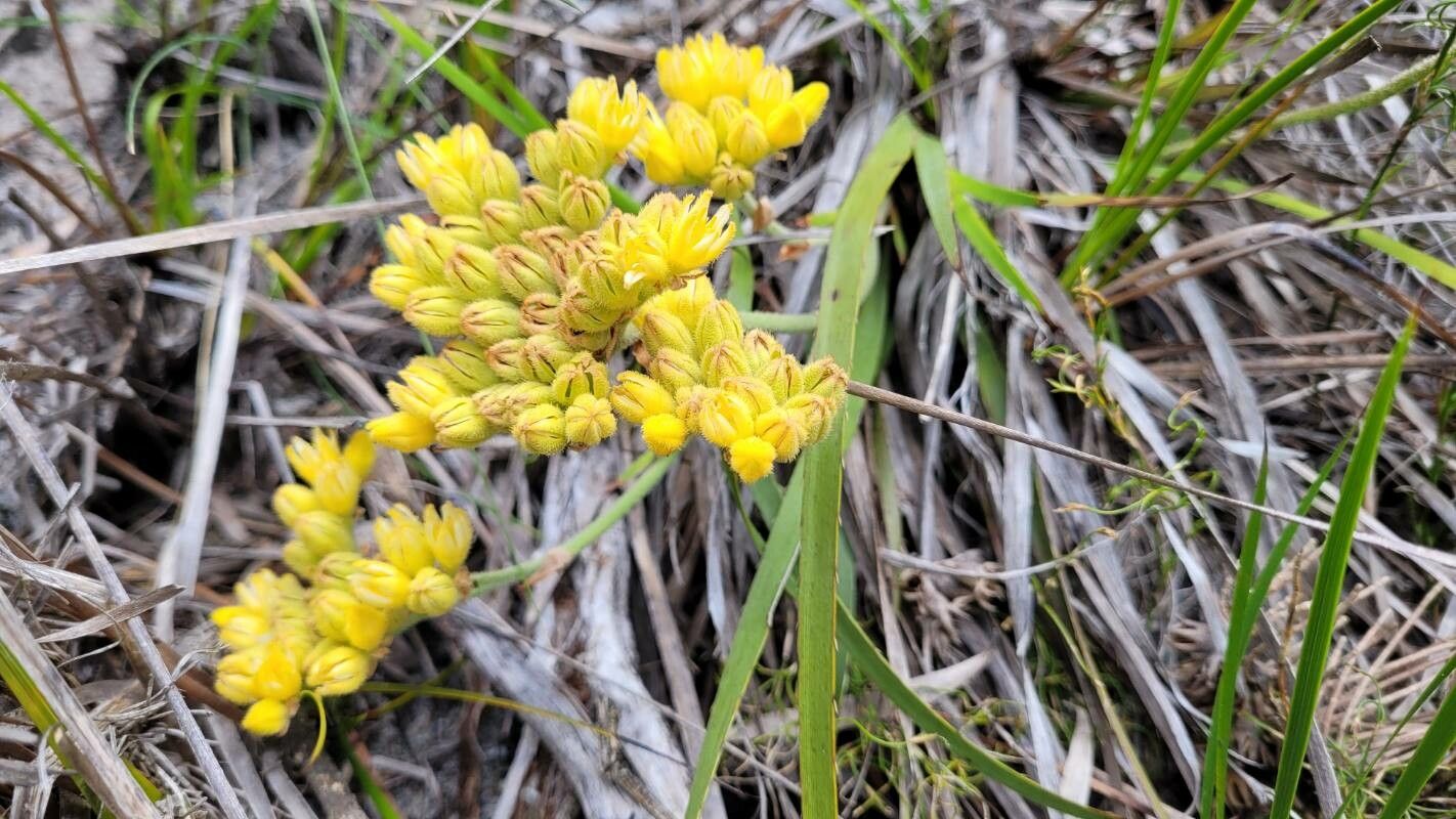 Kalanchoe lanceolata flower