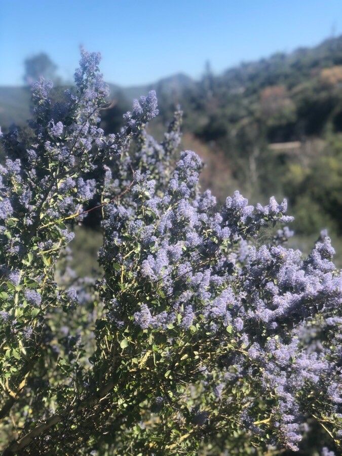 Ceanothus leucodermis flower
