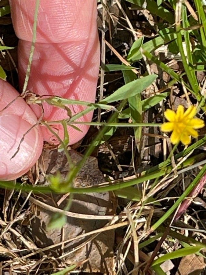 Krigia virginica habit