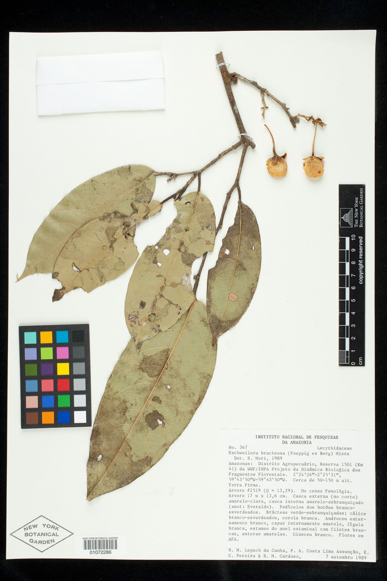 Eschweilera bracteosa fruit