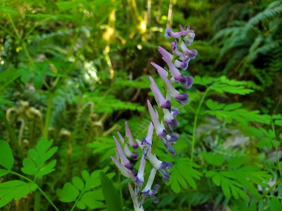 Corydalis scouleri flower