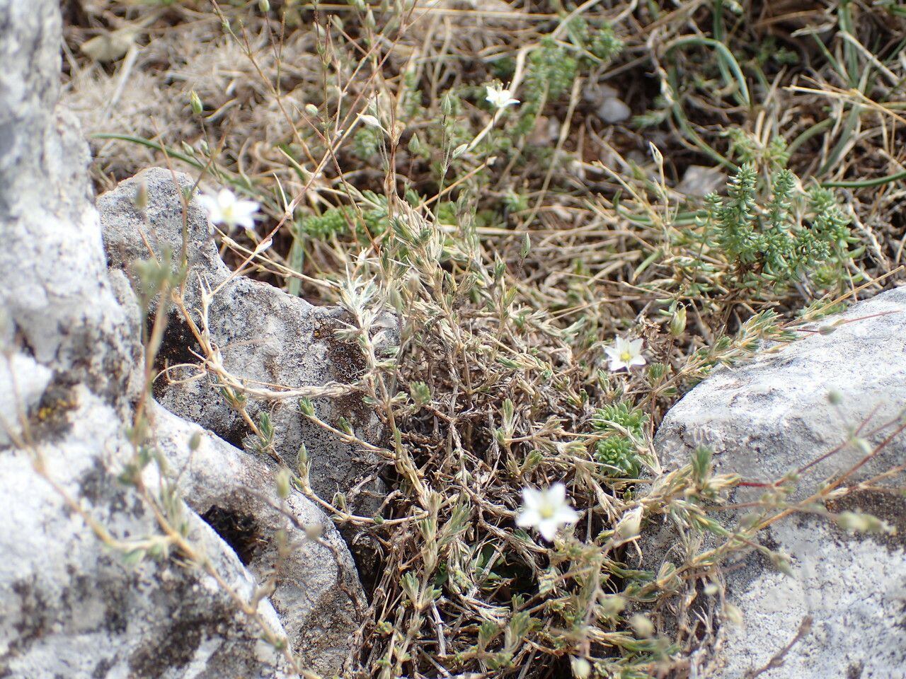 Sabulina attica habit