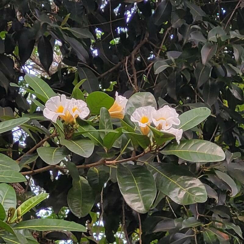 Tabebuia cassinoides flower