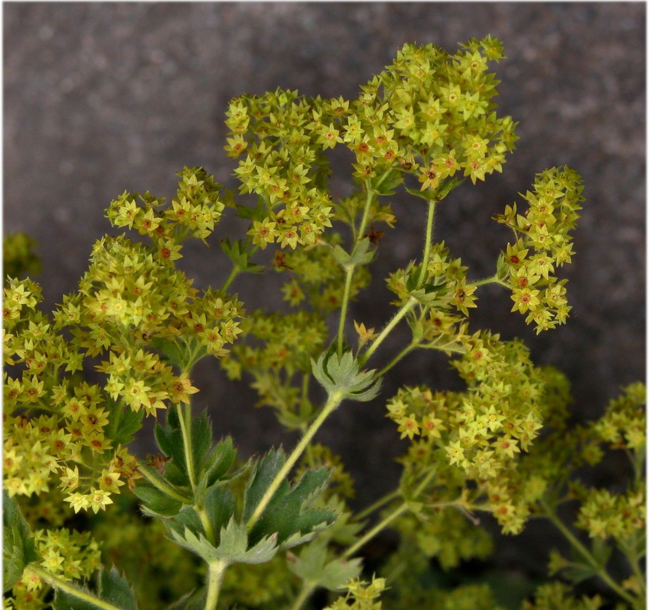 Alchemilla splendens flower