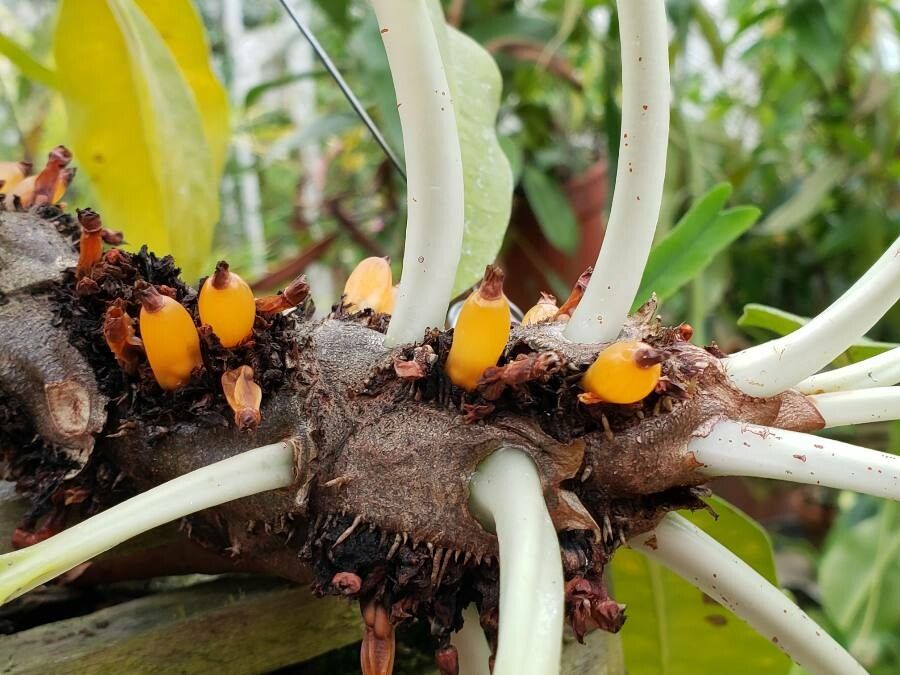 Myrmecodia platyrea fruit