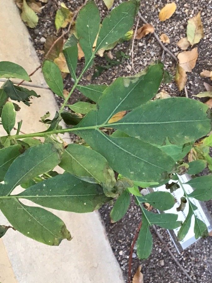 Solanum seaforthianum — search result for 'Solanum'