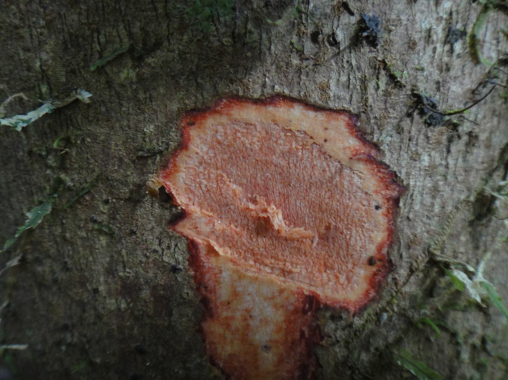 Euroschinus vieillardii bark