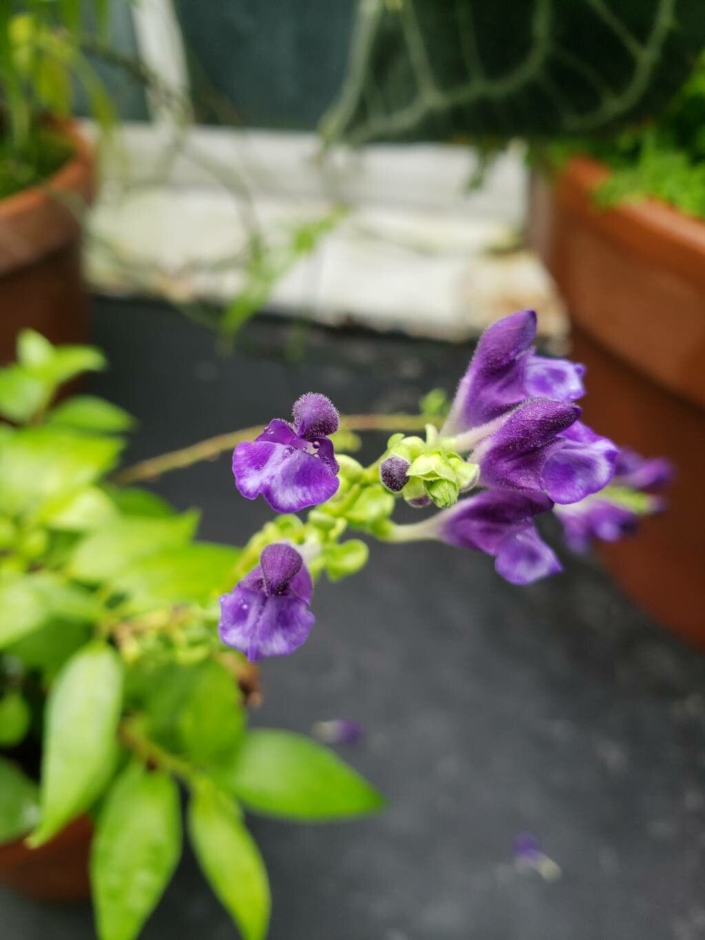 Scutellaria javanica flower