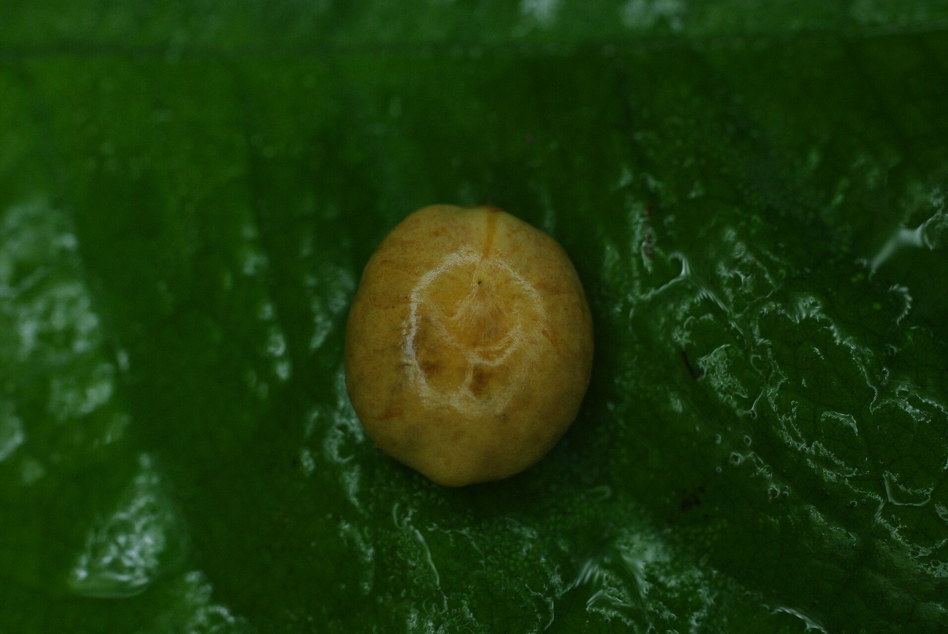 Laccosperma opacum fruit
