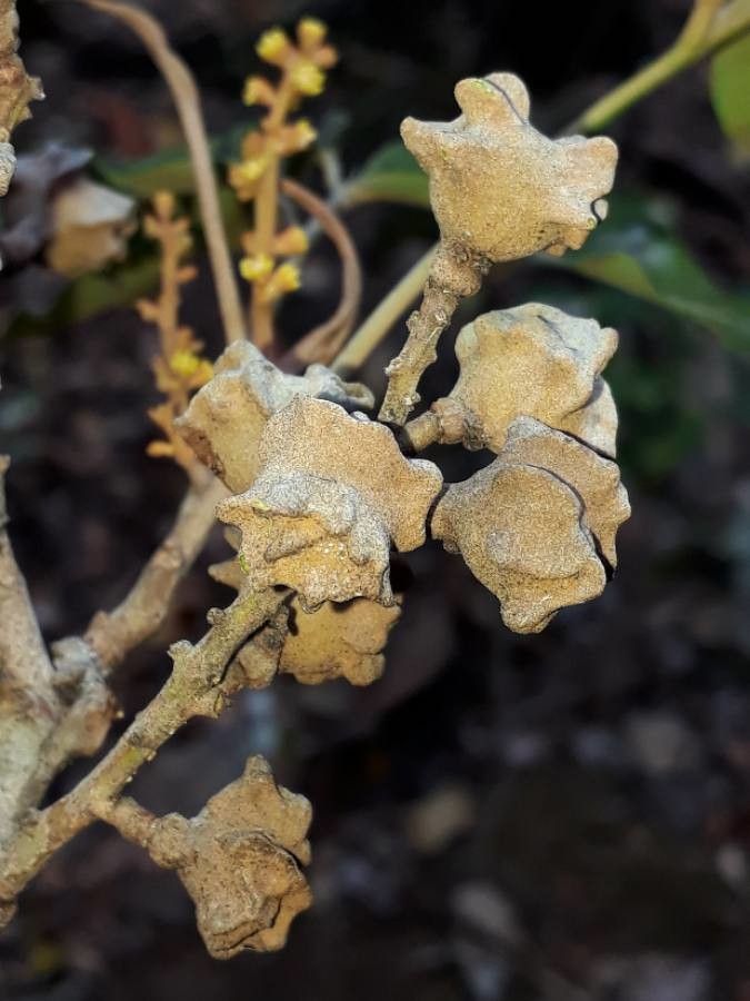 Podonephelium cristagalli fruit