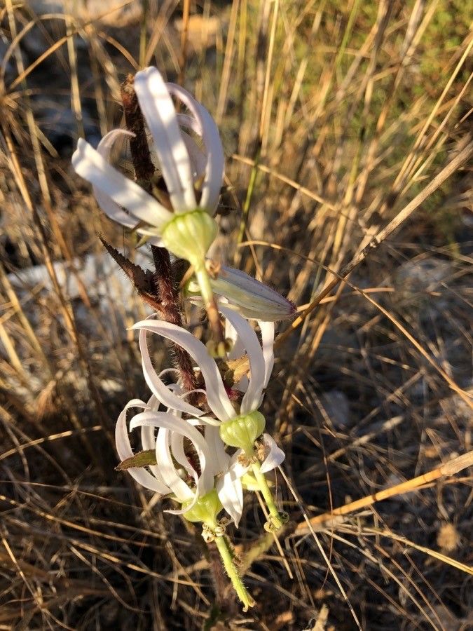 Michauxia campanuloides flower
