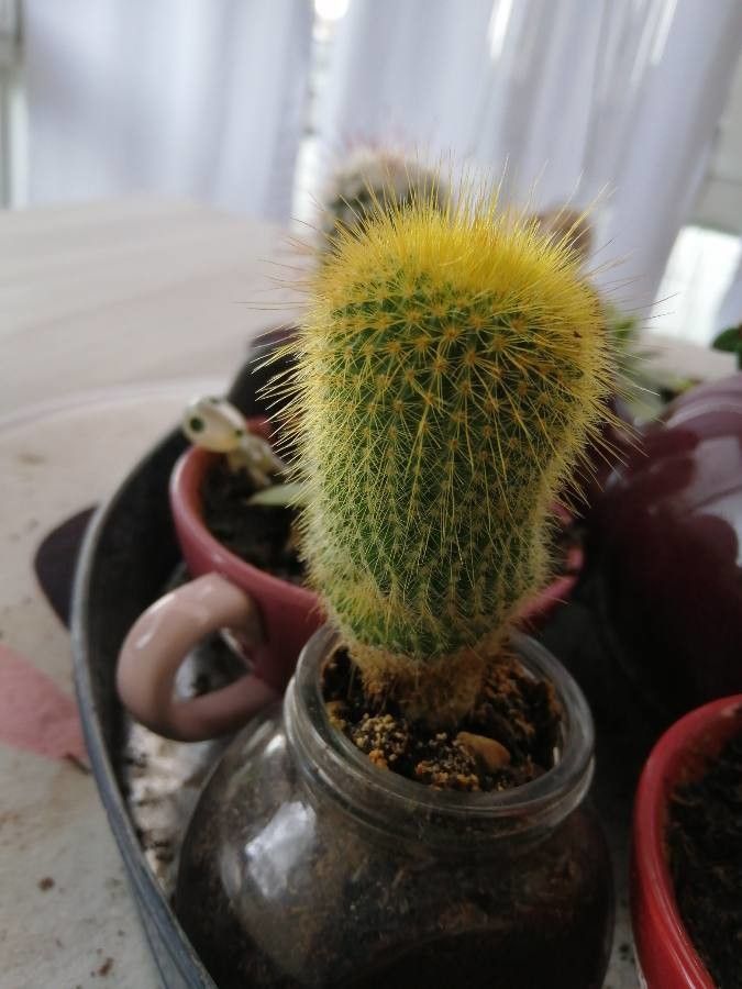 Parodia leninghausii fruit