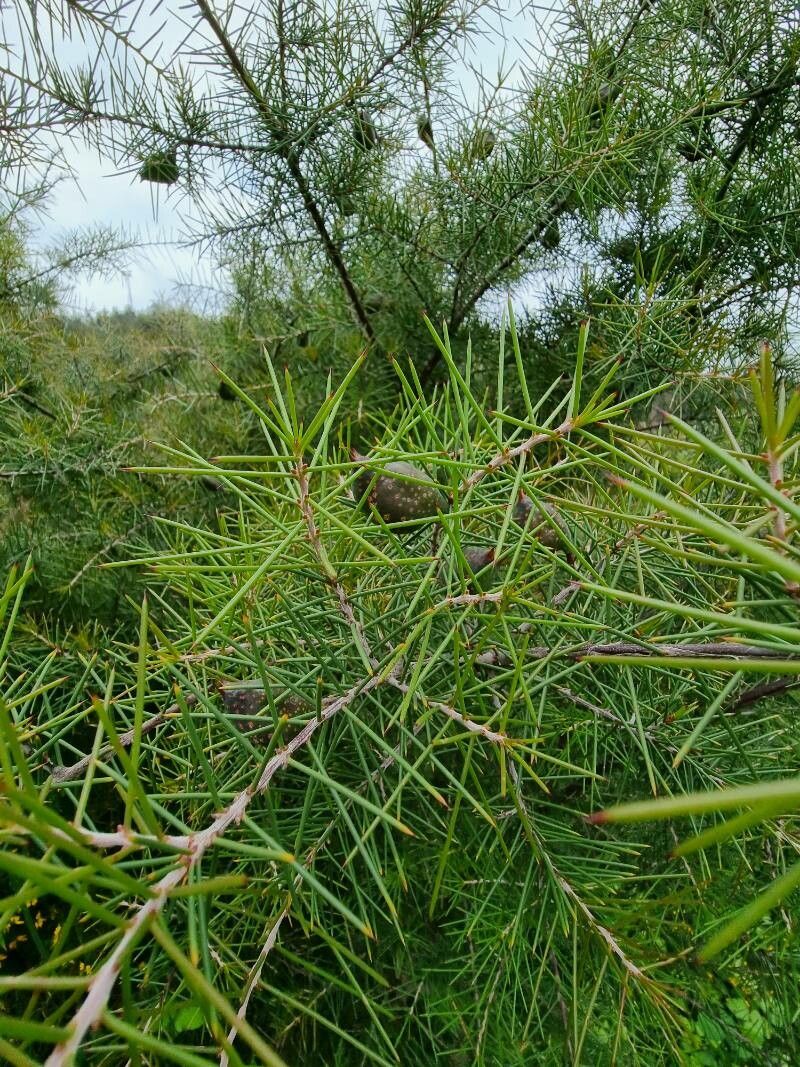 Hakea sericea — search result for 'Proteaceae'