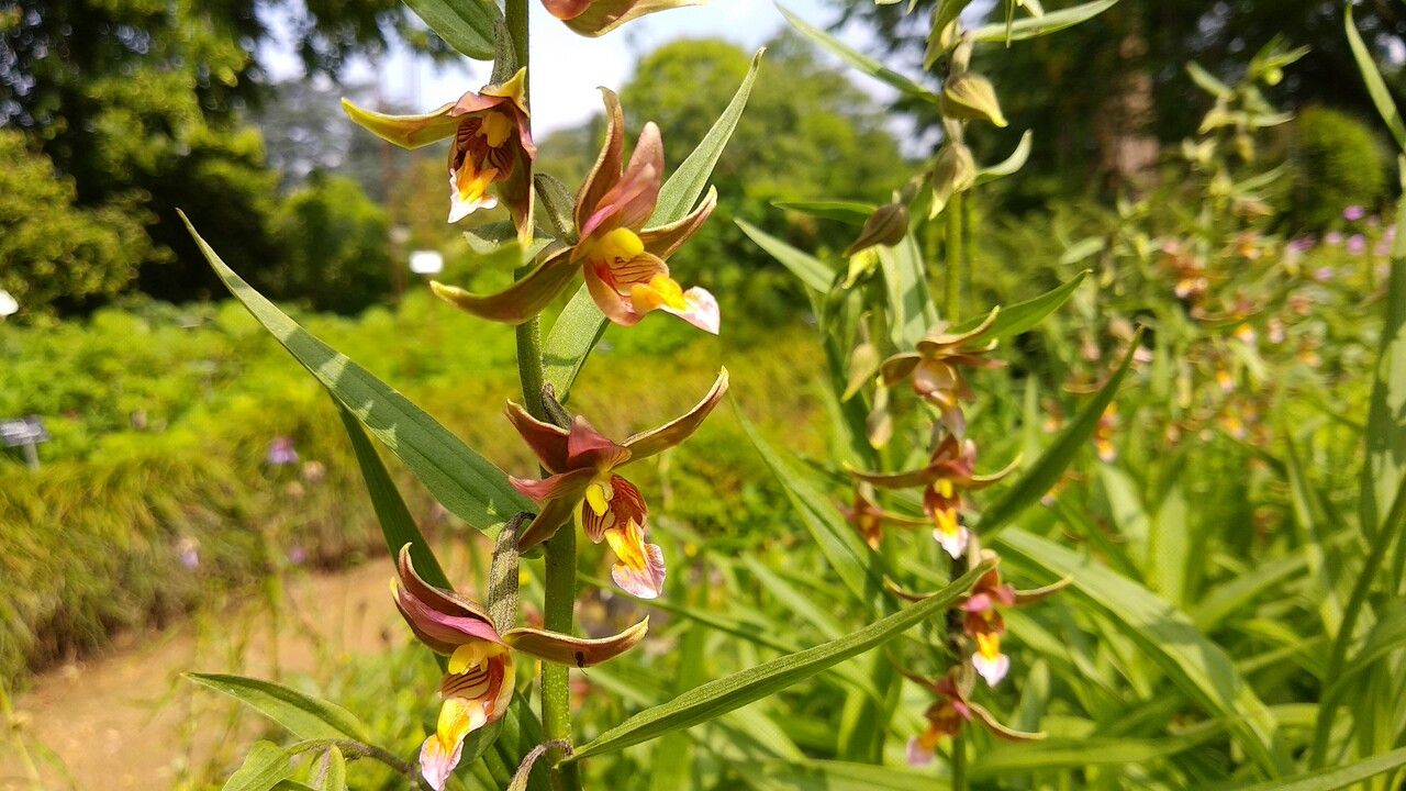 Epipactis gigantea flower